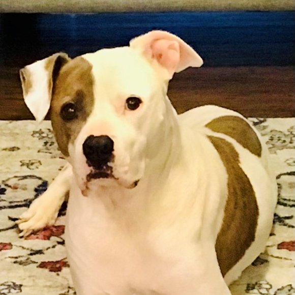 Meet your Posher, DeAnn - Picture 2 of 7